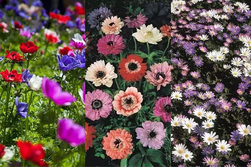 Anemone Collection (75 bulbs) Shipping Spring and Summer Blooms