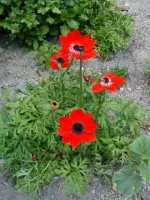Anemone Coronaria Hollandia