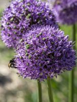 Allium Gladiator
