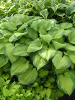 Hosta Gold Standard
