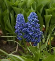 Muscari Armeniacum Fantasy Creation