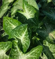 Caladium Fancy Leaf Stardust