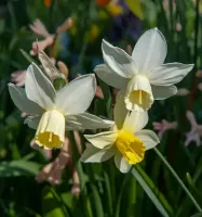 Daffodil Jonquilla Pipit