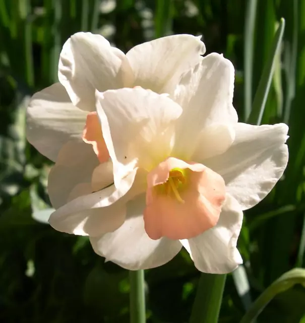 Terraceia Farms Daffodil Jonquilla Bell Song