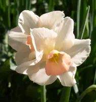 Daffodil Jonquilla Bell Song