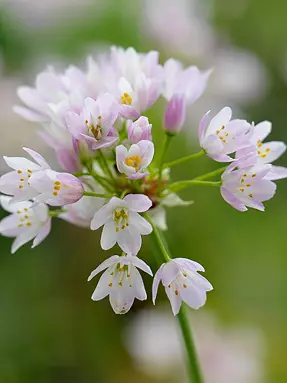 Pale pink and white flowers against a soft green background