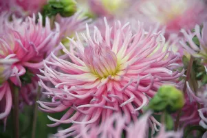 Dahlia Cactus Stars Favourite
