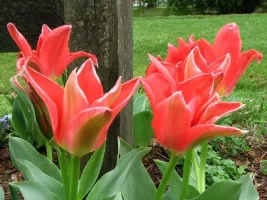 Tulip Fosteriana Pink Emperor