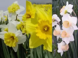 Daffodil Large Cup Collection (60 bulbs)