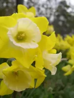 Daffodil Jonquilla Hillstar
