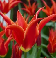 Tulip Lily Flowered Aladdins Record
