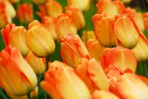 Tulip Darwin Hybrid Daydream
