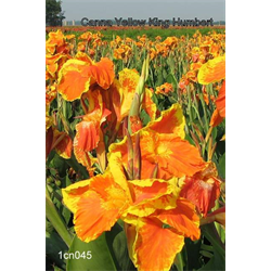 Canna Giant Varieties