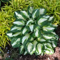 Hosta Vulcan