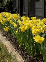 Daffodil Trumpet Dutch Master