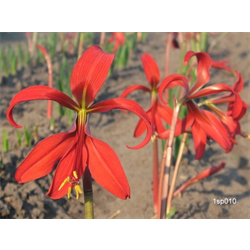 Sprekelia (Aztec Lily)