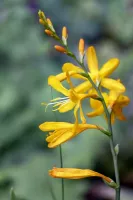 Crocosmia George Davison