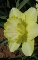 Daffodil Lg. Cup St Patricks Day