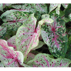 Caladium