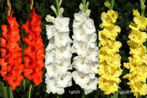 Gladiolus Collection (75 bulbs)