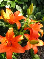 Lily Asiatic Orange - Bulk Landscaping