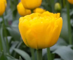 Tulip Double Yellow Pomponette
