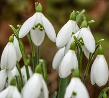 Galanthus Elwesii