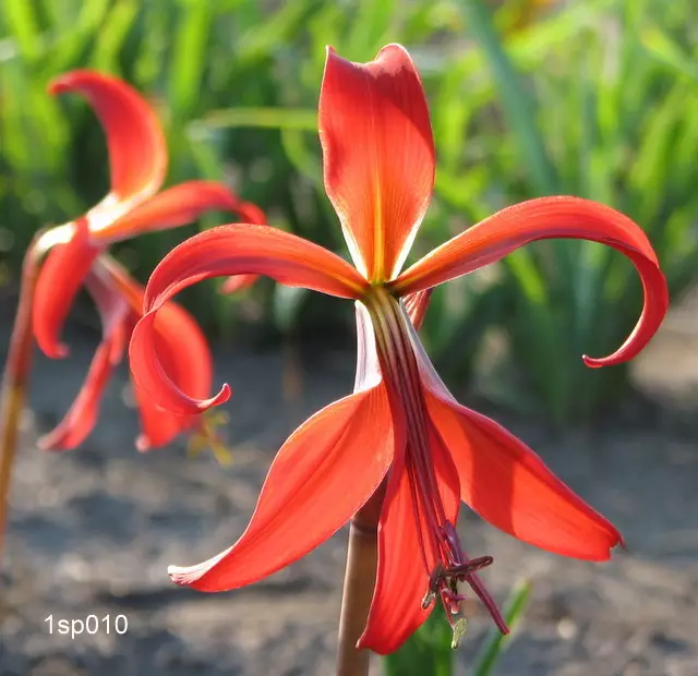 Sprekelia Formosissima Shipping Spring 2026 - Terra Ceia Farms