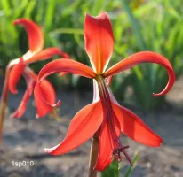 Sprekelia Formosissima