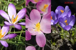 Crocus Tommasinianus Mixture