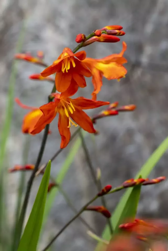 Crocosmia Orange Lucifer Preorder Spring 2027 - Terra Ceia Farms