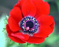 Anemone Coronaria Double Governor