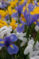 Dutch Iris Mixture
