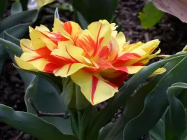 Tulip Double Monsella