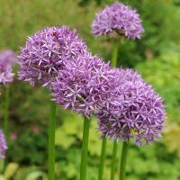 Allium A. Purple Sensation