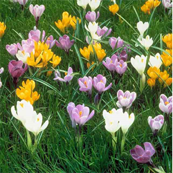 Crocus, Dutch