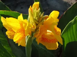 Canna Dwarf Golden Lucifer