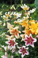 Lily Orienpet Mixture
