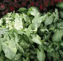 Caladium Fancy Leaf June Bride