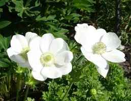 Anemone Coronaria The Bride