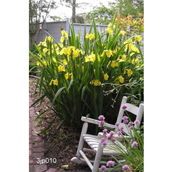 Iris, Japanese