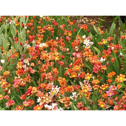 Sparaxis (Harlequin Flower)