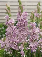 Tuberose Double - Pink Sapphire