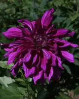 Dahlia Decorative Purple Taiheijo