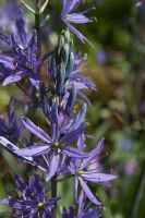 Camassia Esculenta - Quamash