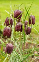 Fritillaria Meleagris