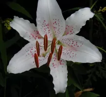 Lily Oriental Siberia