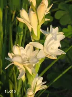 Tuberose Double - The Pearl