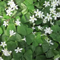 Oxalis Regnellii