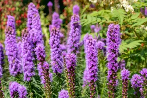 Liatris Spicata